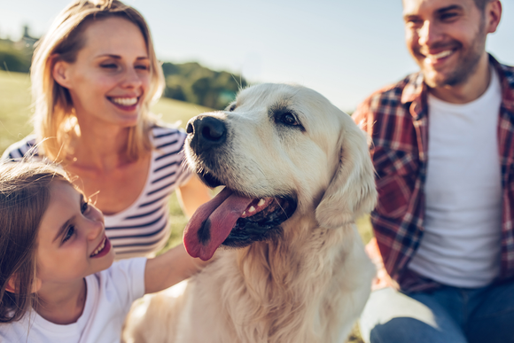 10 Tips for Safe Car Travel With Your Pet