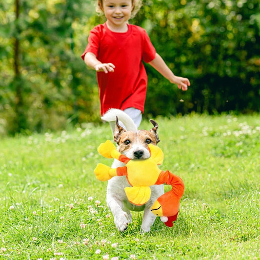 Pets Dog Toys Screaming Chicken Sound Toy Puppy Bite2
